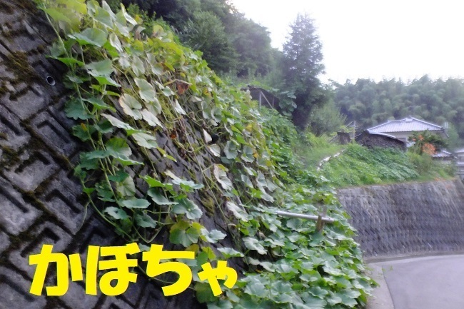DSCF1202.JPG