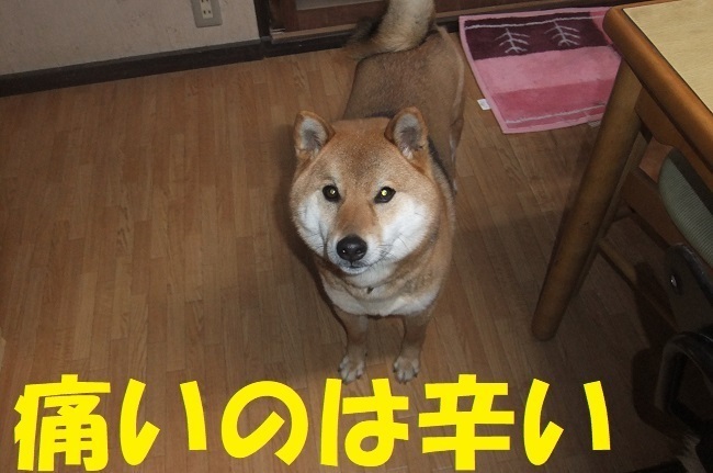 DSCF4371.jpg