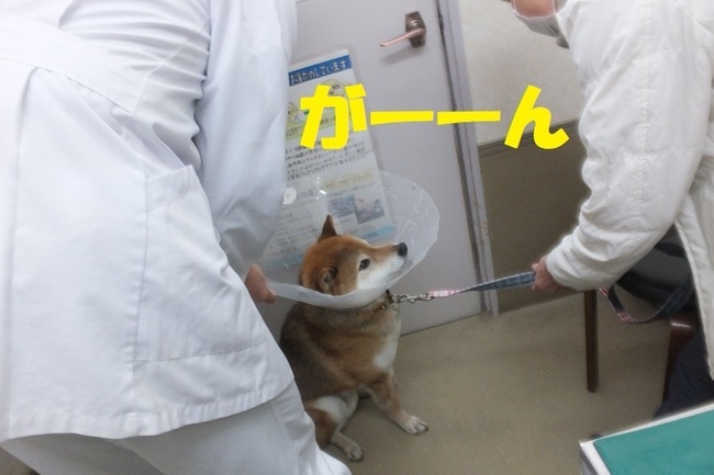 DSCF7414.JPG