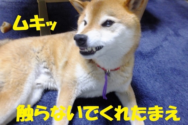 DSCF7700.JPG