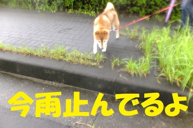DSCF8424.JPG