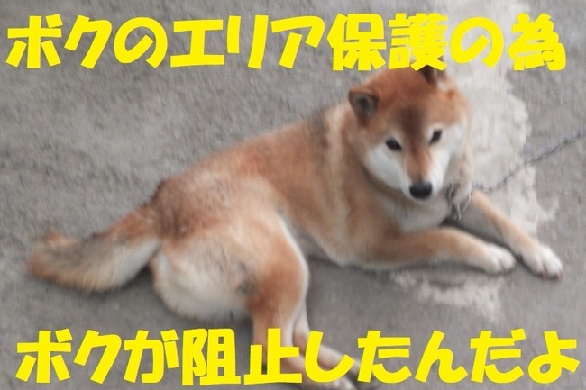 DSCF9727.JPG