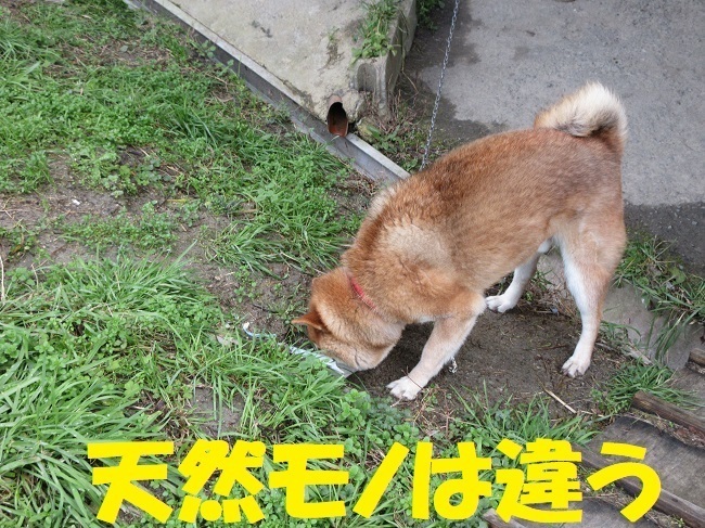 IMG_0712.JPG