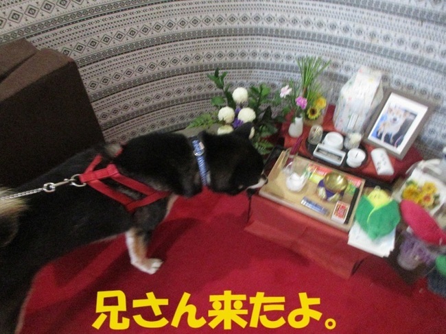 IMG_8416.JPG