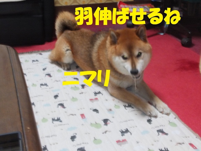 DSCF0841.JPG