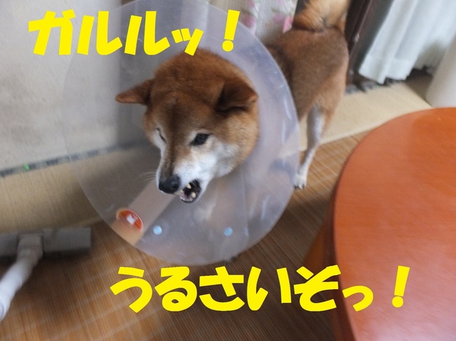 DSCF1784.JPG