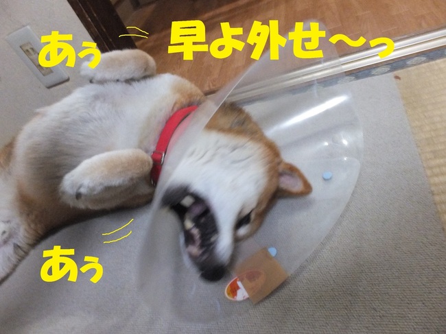 DSCF1975.JPG