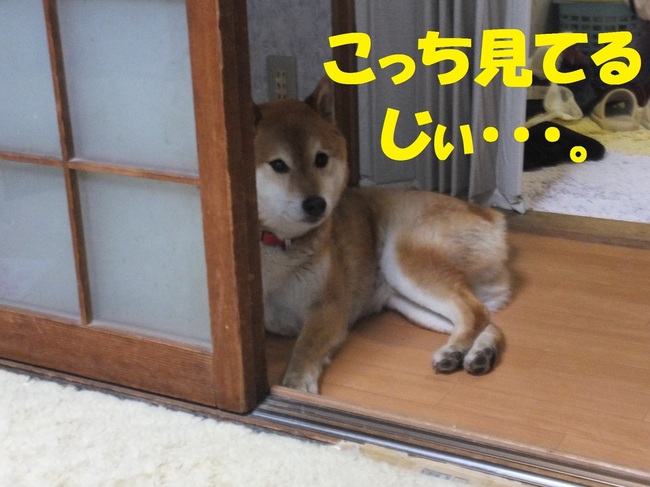 DSCF7933-1.jpg