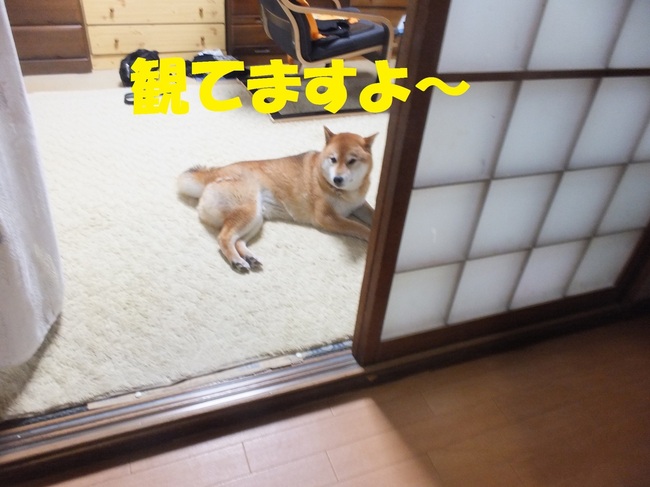 DSCF7935-1.jpg