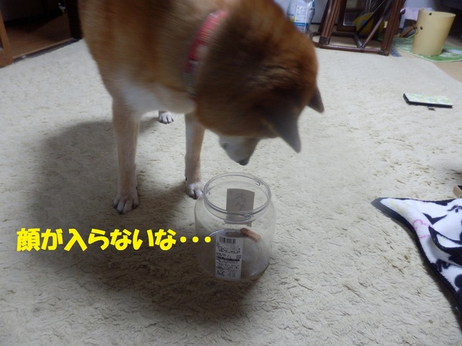 P1260220-1.jpg