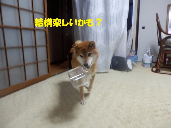 P1260226-1.jpg