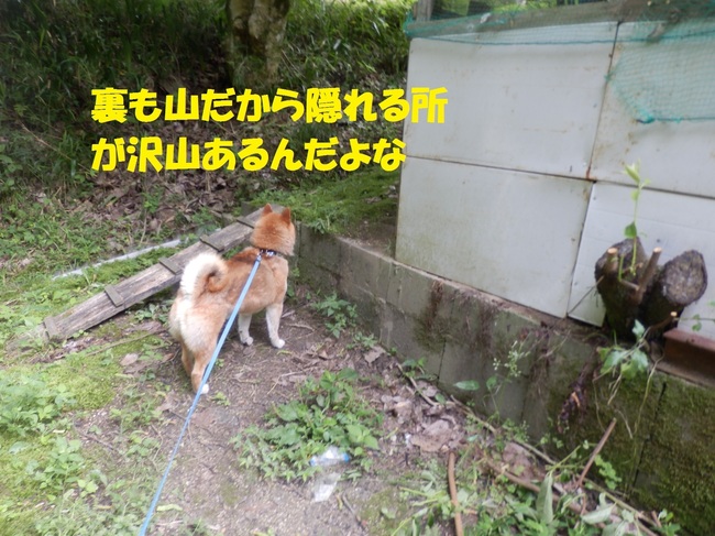 P6115221-1.jpg