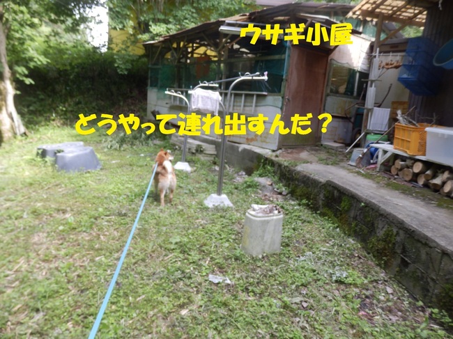 P6115242-1.jpg