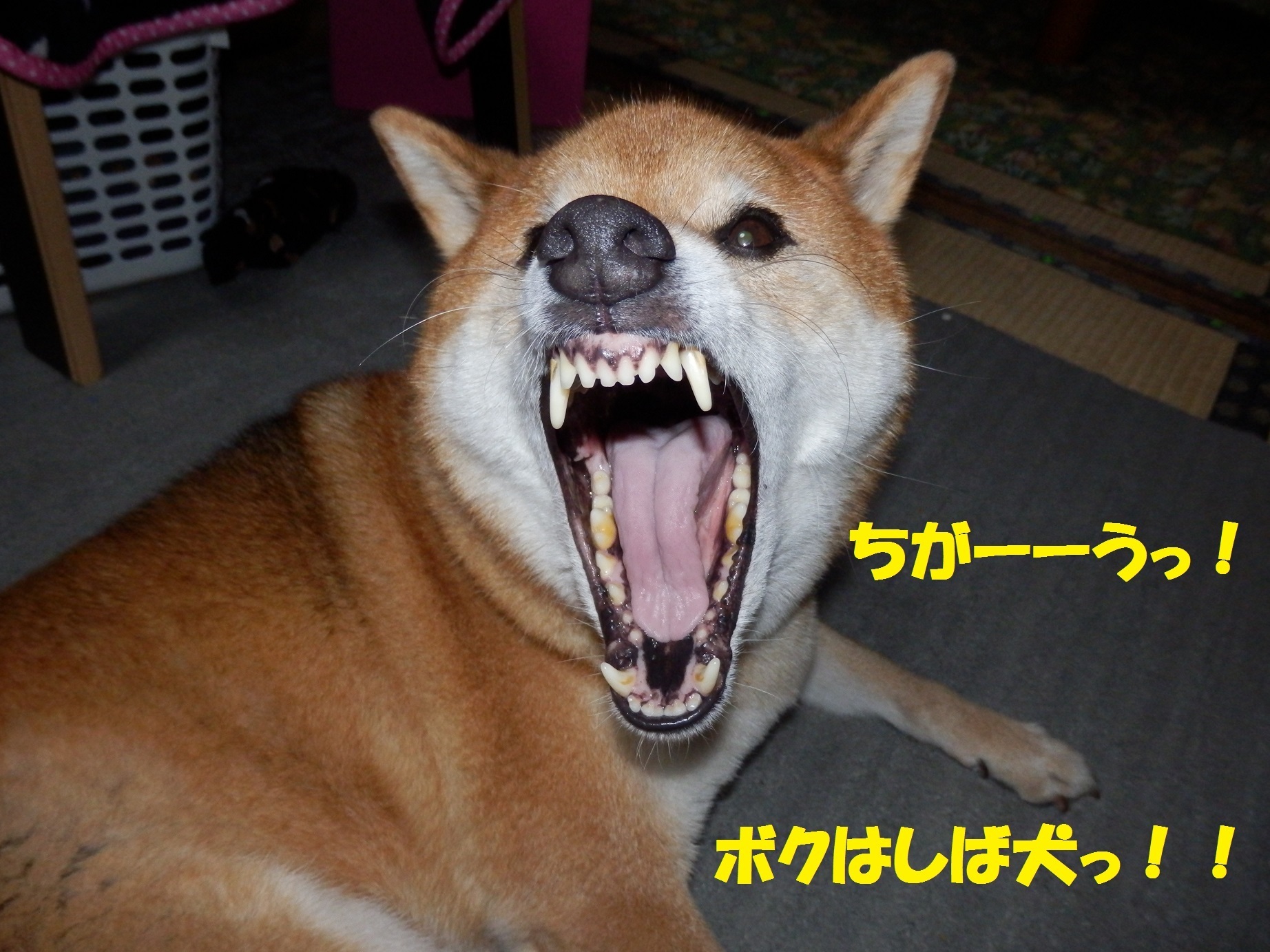 【保存版】 しわ犬ロッキー。: 柴犬ロッキーといっしょに。 フェイスクリーム