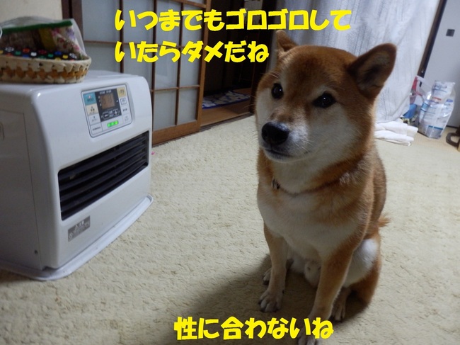 PC233735-1.jpg