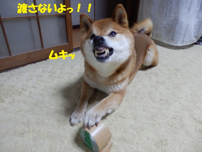 PC243838-1.jpg